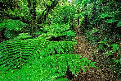 玩家诱骗《艾尔登法环》飞龙Boss 让其掉下悬崖摔死