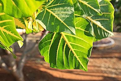 《怪物猎人 崛起 曙光》发布新任务  